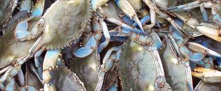 Soft Shell Crab Season