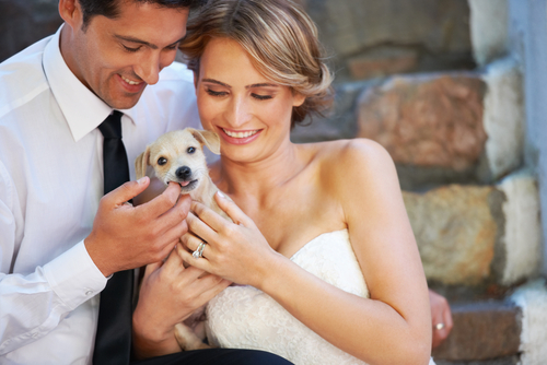 Wedding Dogs: The New Coffee Table Book Featuring, Well, Dogs in Weddings 