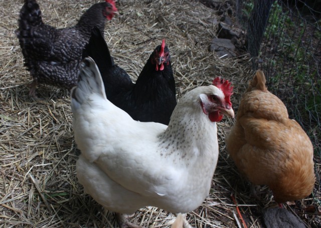 backyard-chicken-girls