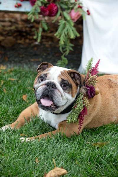 The pup in your wedding needs to wear these flowers, no? Photo by Jorge de la Barra. 