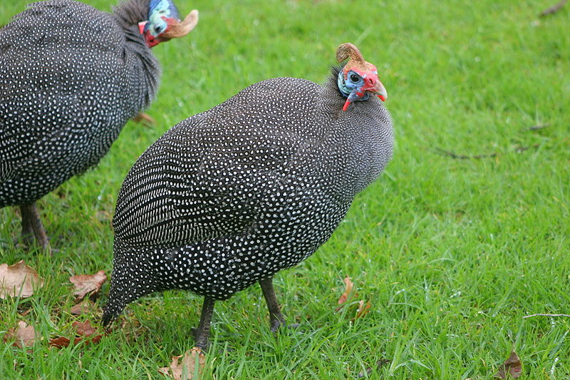 guineahens