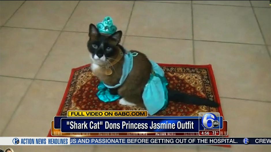 princess-jasmine-cat copy