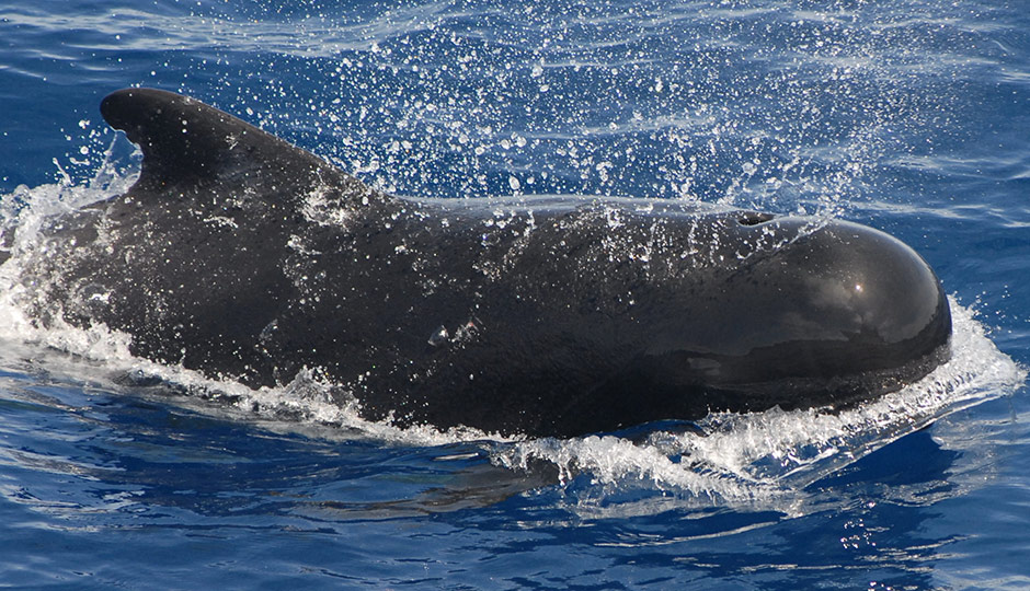 A pilot whale (Photo | Adam Li, NOAA)
