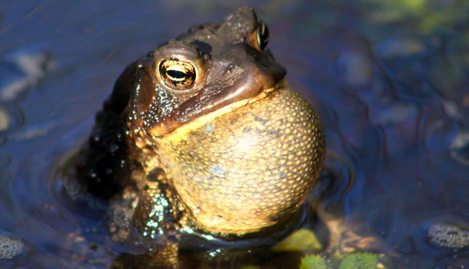 american-toad-dave-fitzpatrick-940x540