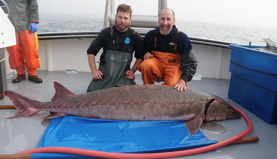 University of Delaware student Matt Breece and professor Dewayne Fox with a 206-pound female sturgeon collected off the Delaware shore in 2012  as part of a NOAA-National Marine Fisheries Service project. It was later released. Photo | Delaware State University - Aquatic Sciences