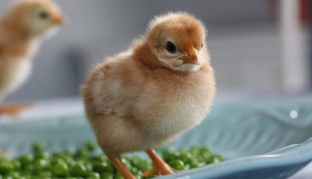 CHICK PEAS: Maureen Breen's hen Michelle -- named after the First Lady -- in 2010, standing in a bowl of peas. (Photo courtesy Maureen Breen.) 