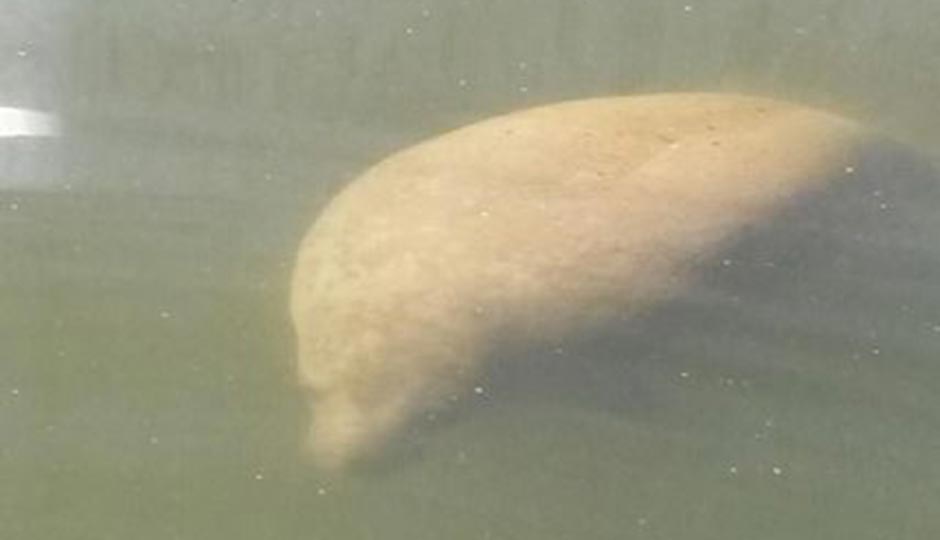 The manatee spotted in the Delaware. Photo | New Jersey Department of Environmental Protection