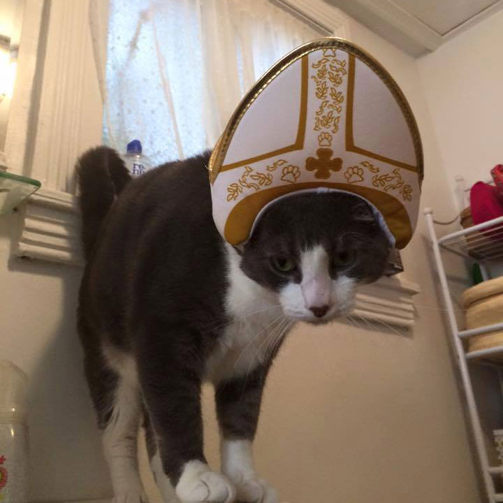 pope-cat-kevin