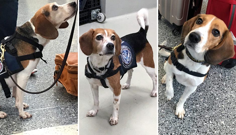 PHL K9 Beagles: The Adorable Faces of 