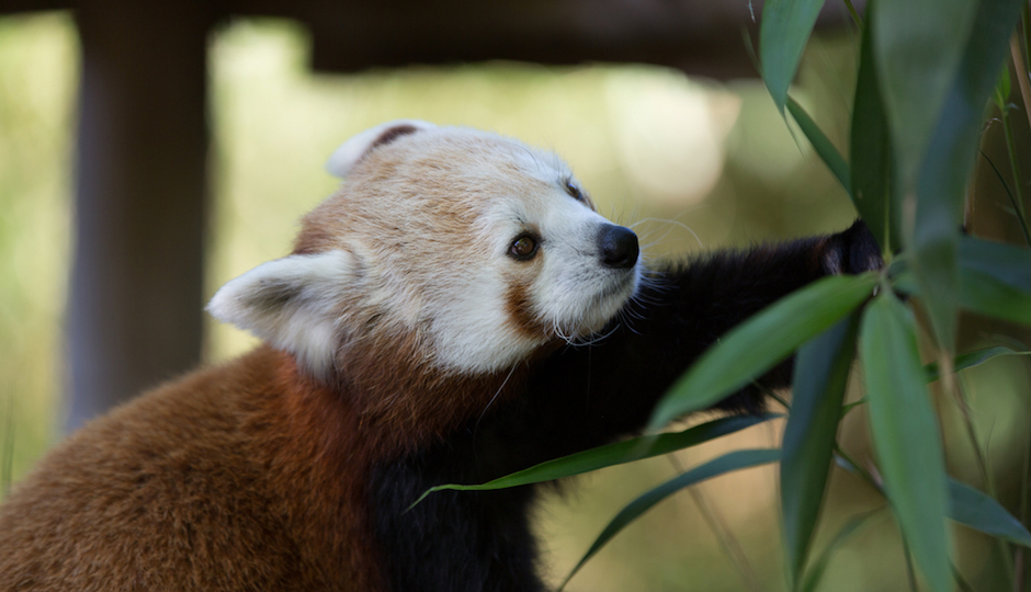 red-panda-cubs-philadelphia-zoo