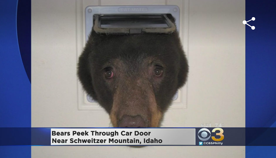 bears-car-door