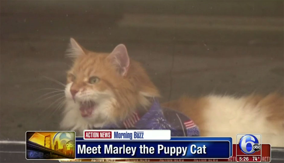 marley-the-puppy-cat copy