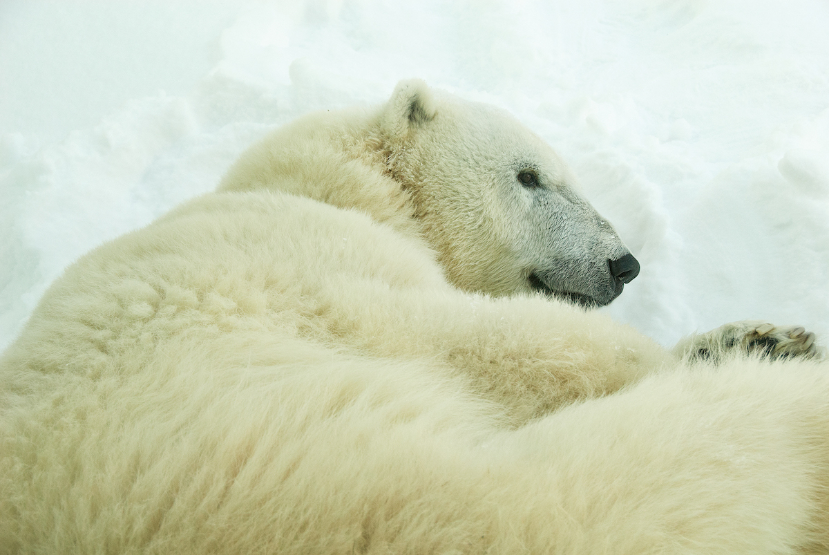 polar-bear-philadelphia-zoo
