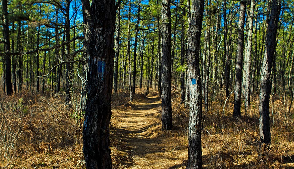By Jim Lukach - Pine Barrens, CC BY 2.0, https://commons.wikimedia.org/w/index.php?curid=19096407