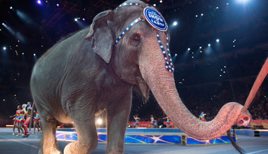 Say goodbye to the elephants of the Ringling Bros. Circus. (Photo via Feld Entertainment)