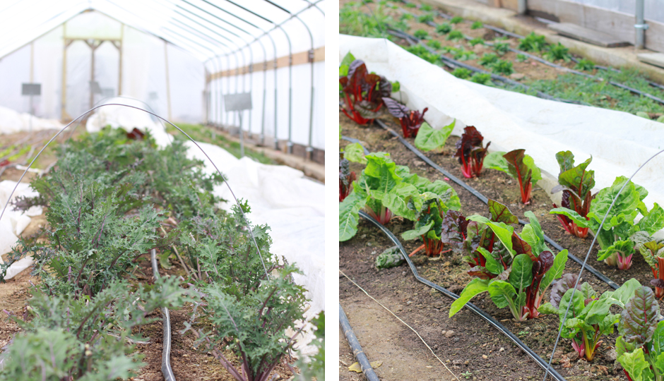 One of Greensgrow's high tunnels | Photo by Lauren McGrath