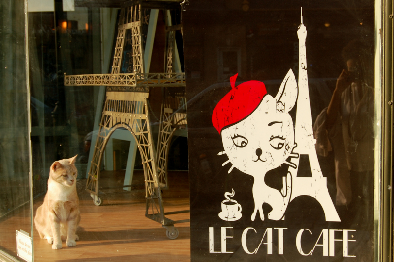 Le Cat Café | By Mariam Dembele