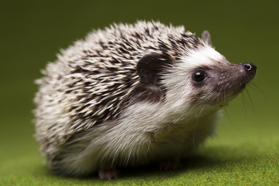 No, not this kind of hedgehog.