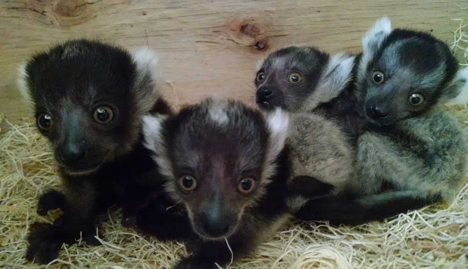 Lemur babies at the Philadelphia Zoo