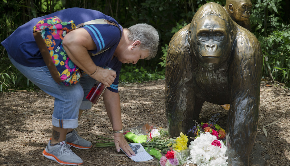 Eula Ray, of Hamilton, whose son is a curator for the zoo, touches a sympathy card beside a gorilla statue outside the Gorilla World exhibit at the Cincinnati Zoo & Botanical Garden, Sunday, May 29, 2016, in Cincinnati. On Saturday, a special zoo response team shot and killed Harambe, a 17-year-old gorilla, that grabbed and dragged a 4-year-old boy who fell into the gorilla exhibit moat. Authorities said the boy is expected to recover. He was taken to Cincinnati Children's Hospital Medical Center. (AP Photo/John Minchillo)