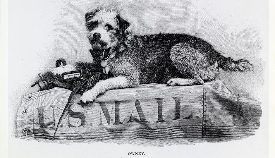 Owney, the unofficial mascot of the Railway Mail Service in the 1890s. Public Domain
