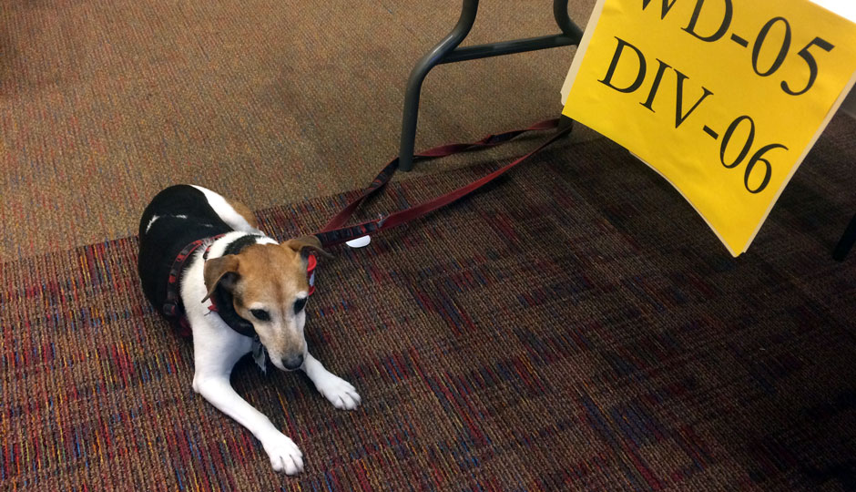 A dog at a polling place in Center City Philadelphia