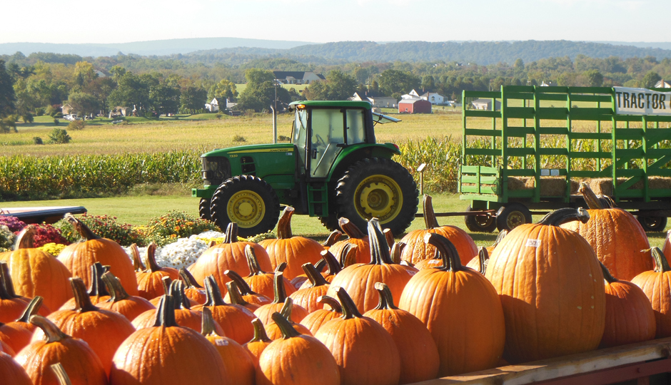 Pumpkins and hayrides at Wilcox Farms in Boyertown |Photograph by Steve Schultz