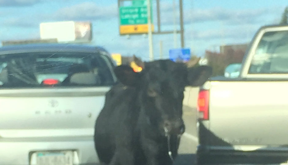 a cow on I-95