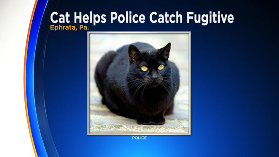cat-helps-police