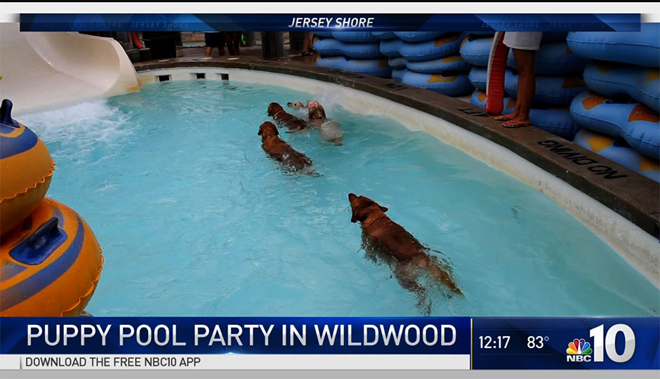 puppy-pool-party