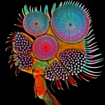 Dr. Igor Siwanowicz out of the Howard Hughes Medical Institute in Ashburn, Virginia, placed fifth in the Photomicrography Competition for his front foot of a male diving beetle. 