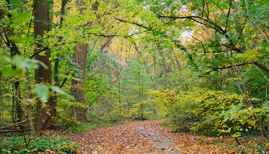 Wissahickon Valley | By InSapphoWeTrust from Los Angeles, California, USA (Wissahickon Valley, Chestnut Hill, Philadelphia) [CC BY-SA 2.0 (http://creativecommons.org/licenses/by-sa/2.0)], via Wikimedia Commons