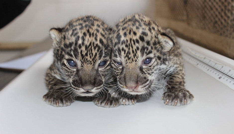 Elmwood Park Zoo - jaguar cubs