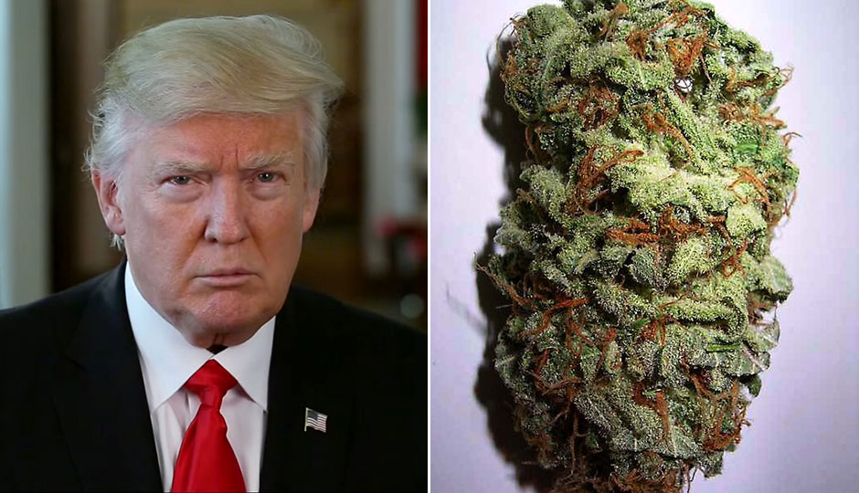 Donald trump split photo with marijuana bud