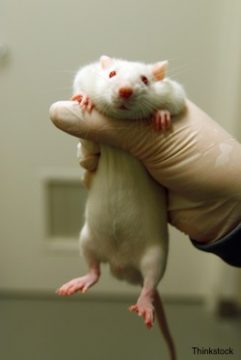 The Checkup: Rat Testicles Zapped for Birth Control Research ...