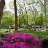 rittenhouse square