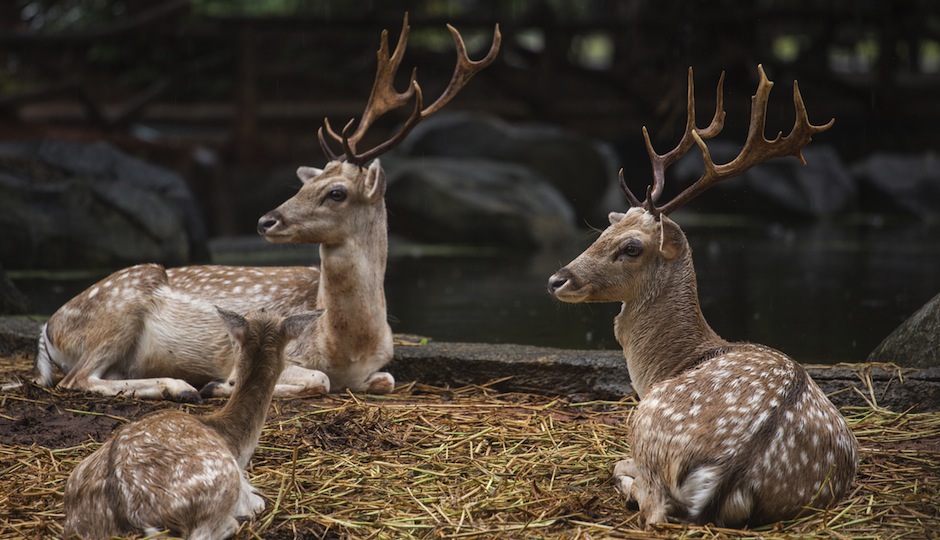 Pennsylvania Drivers Lead the Nation in Deer-Related Accidents