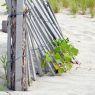 jersey shore sand dunes