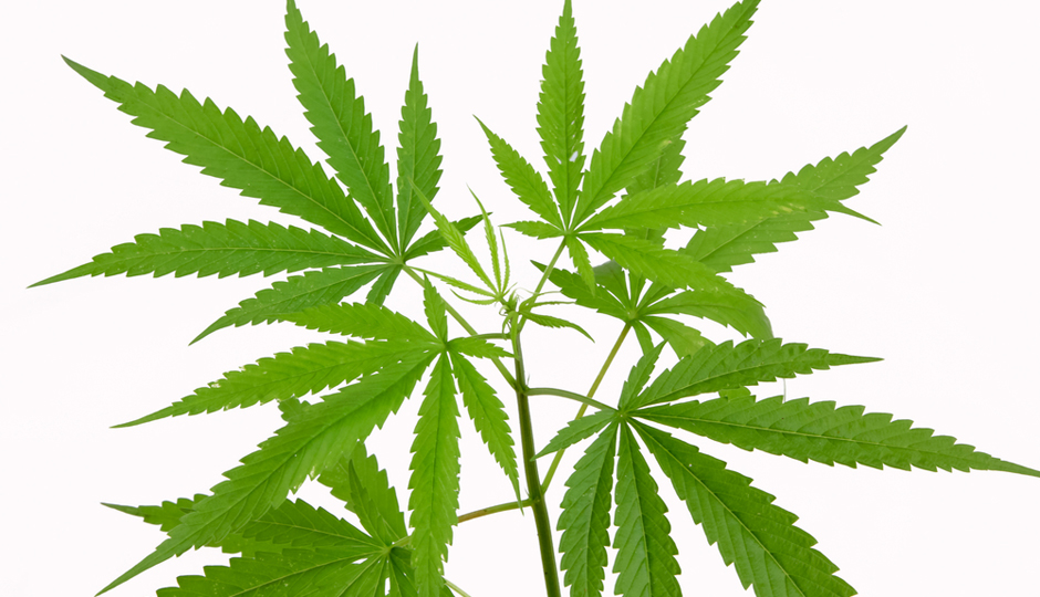 Expert Opinion What Does Legalizing Marijuana Mean to Healthcare