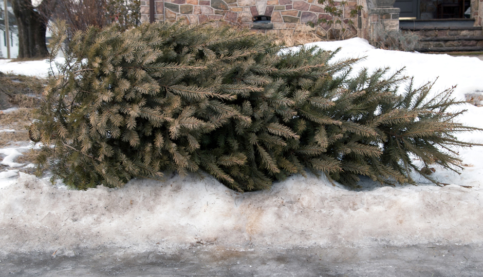 Useful Green Philly Blog's Guide to Christmas Tree Recycling in Philly