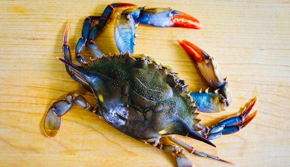 More Crab News New Jersey Crab Festival in Wildwood Philadelphia