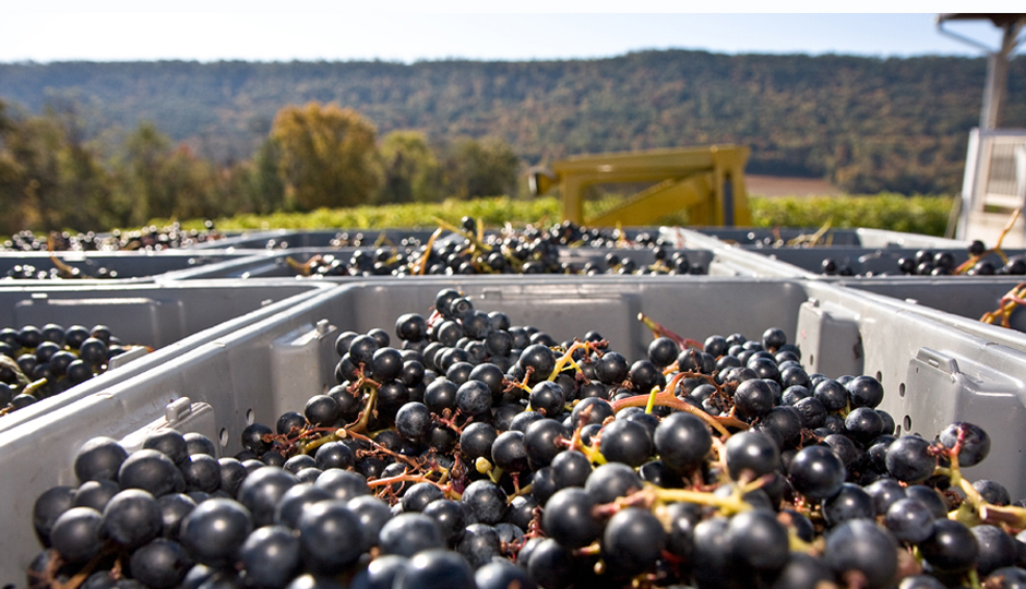 As Grapes Ripen, Looking Ahead To Harvest Season at PA Wineries