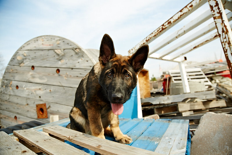 working dog center