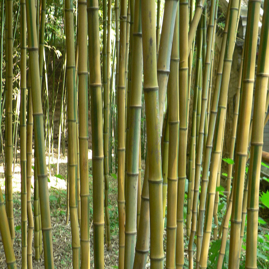 Bamboo Invasion Causing Problems in Philadelphia Suburbs