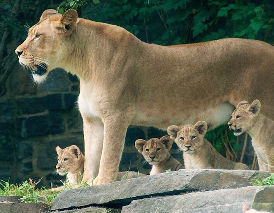 African Lion Cubs Debut at Philadelphia Zoo | Ticket