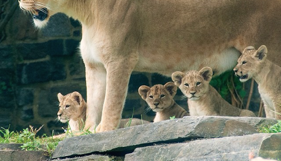 Cub Scouting: What's the Future Hold for the Zoo's Baby Lions?