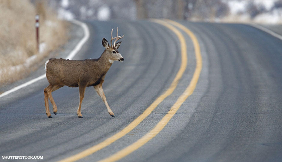 Why Hunt for Deer When They're Lying All Over the Road? Philadelphia
