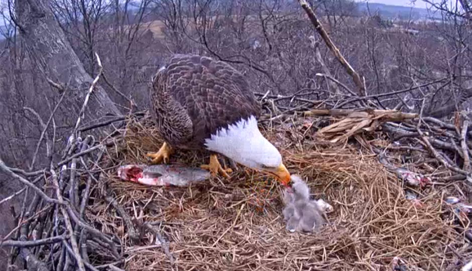 Now There Are Two Baby Eagles — and They Just Ate a Fish - Philadelphia ...