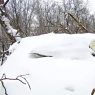 Bald Eagle in the snow