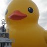 World's Largest Rubber Duck